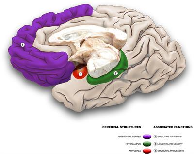 Frontiers | Functional Alterations And Cerebral Variations In Humans ...